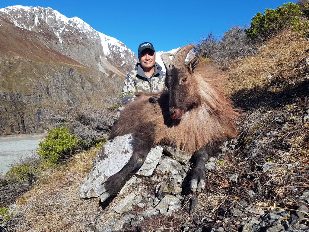 Free Range Tahr or Fallow Buck